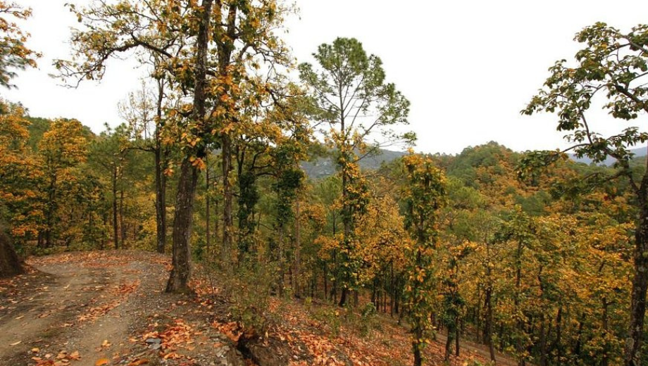 Sonanadi Wildlife Sanctuary