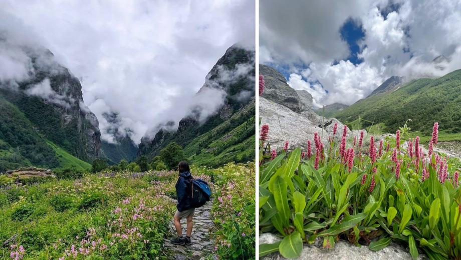 Valley of flowers