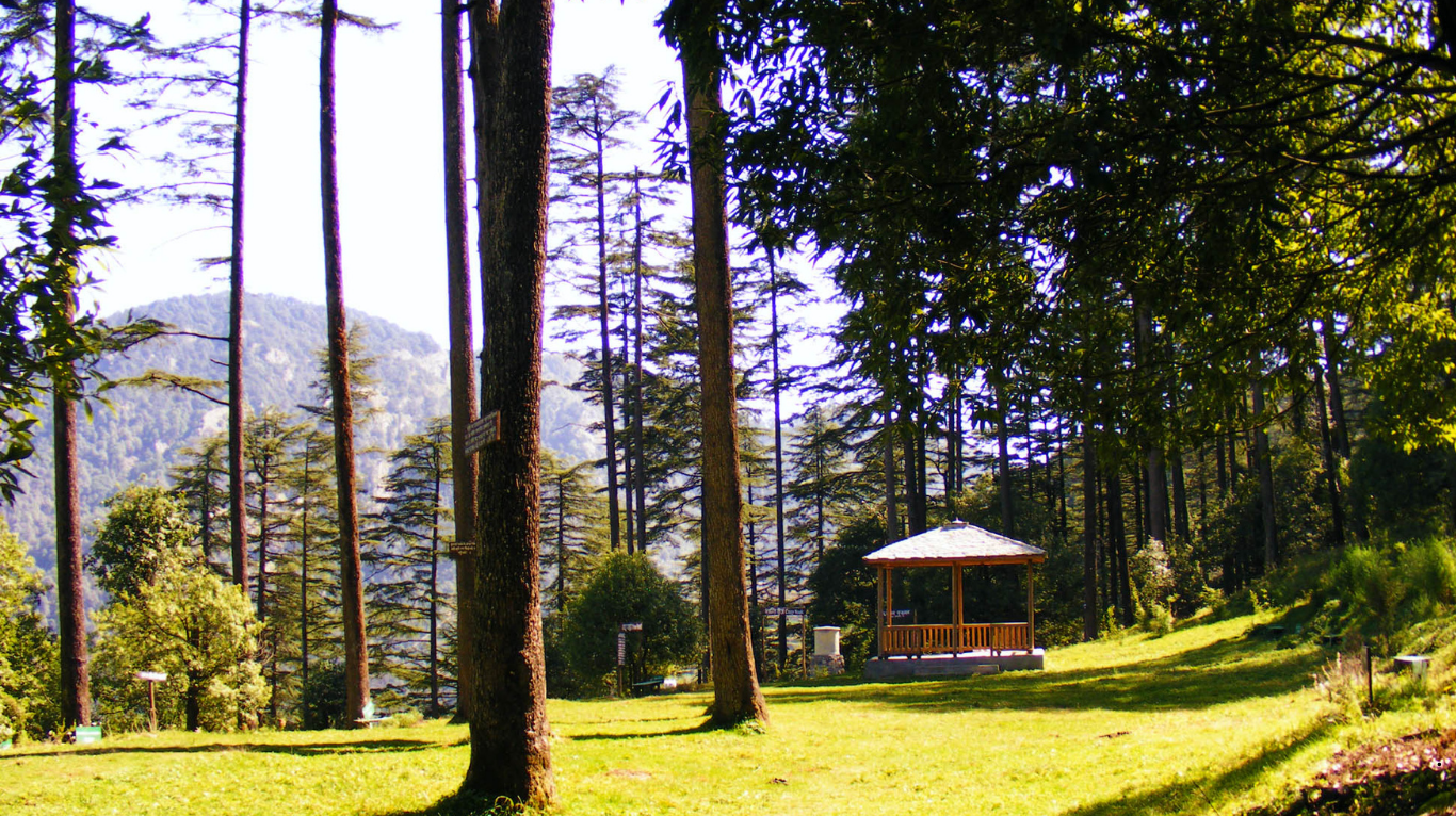 Dhanaulti hill station surrounded by pine forests