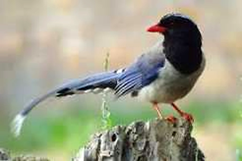 Birdwatching in Mussoorie: What You Can Spot Around the Forested Hills