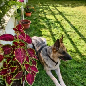 Pet Friendly Homestay in Dehradun