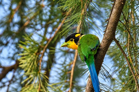 Birdwatching in Mussoorie: What You Can Spot Around the Forested Hills